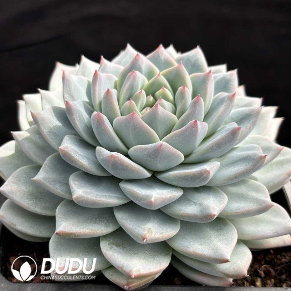 Echeveria Moon Goddess - Image 2