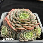 Echeveria Baby Surprise Clustering - Image 2