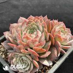 Echeveria Onslow Clustering - Image 2