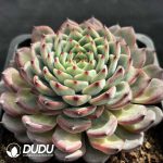 Echeveria Fruit Sugar - Image 2