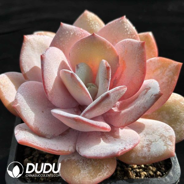 Echeveria Milky Tea - Image 2