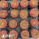 Echeveria Xuan Color - Image 2