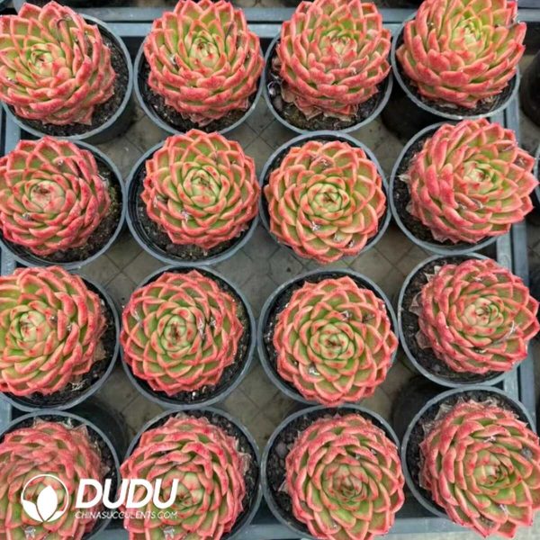 Echeveria Xuan Color - Image 2