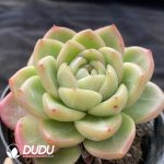 Echeveria Charm - Image 2
