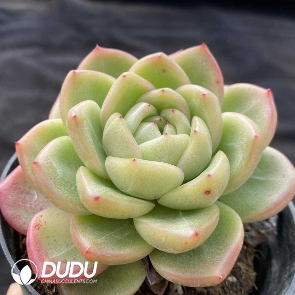 Echeveria Charm - Image 2