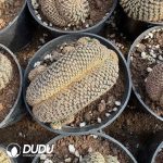 (Grafted)Rebutia Black Widow Cristata - Image 2