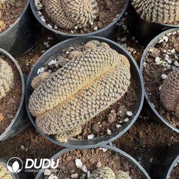 (Grafted)Rebutia Black Widow Cristata - Image 2