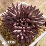 Pachyphytum Consort Yu Clustering - Image 2