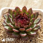 Echeveria Jenny - Image 2