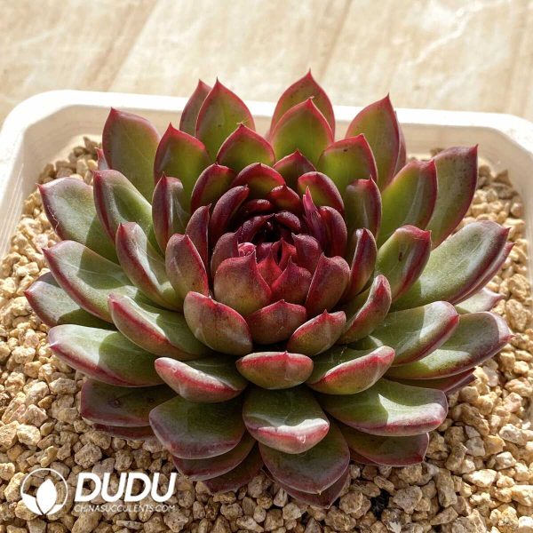 Echeveria Jenny - Image 2