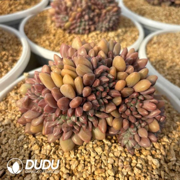 Echeveria Peach Blossom Land Cristata - Image 2