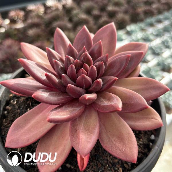 Echeveria Misty Bubbles - Image 2