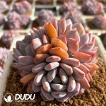 Echeveria Monroe Clustering - Image 2