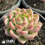 Echeveria Jenny - Image 2