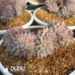 Echeveria Solomon Cristata - Image 2