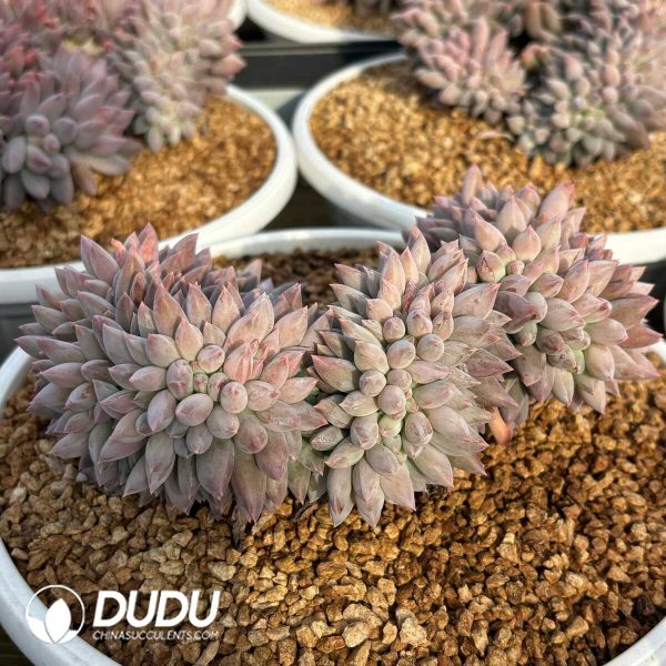 Echeveria Solomon Cristata - Image 2