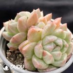Echeveria Little Elf Double Head - Image 2
