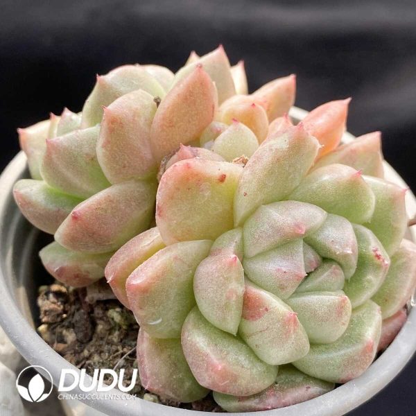 Echeveria Little Elf Double Head - Image 2