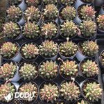 Pachyphytum Second Generation Consort Yu - Image 2