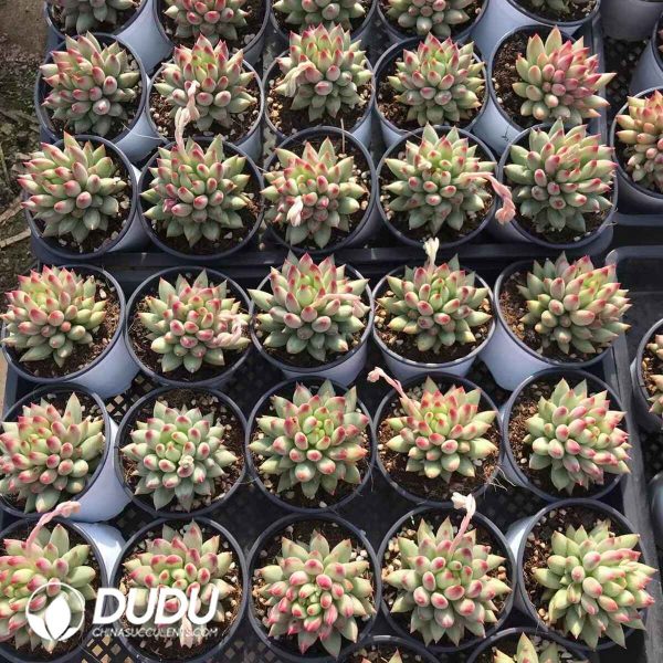 Pachyphytum Second Generation Consort Yu - Image 2