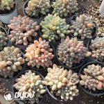 Pachyphytum Milky - Image 2