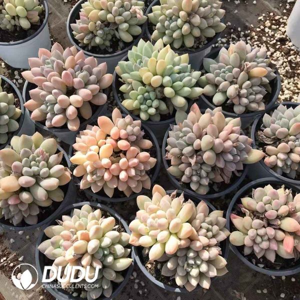 Pachyphytum Milky - Image 2