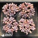 Pachyphytum Perfume Fingers Clustering - Image 2