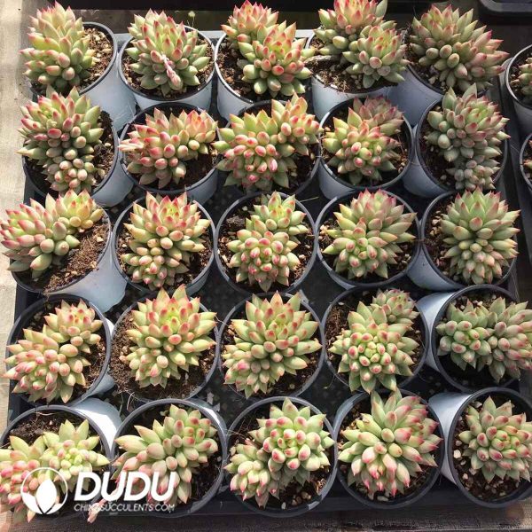 Pachyphytum Papaver rhoeas Double Heads - Image 2