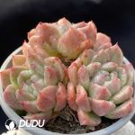 Echeveria Little Elf Clustering - Image 2