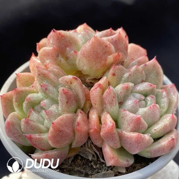 Echeveria Little Elf Clustering - Image 2