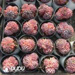 Echeveria Dessert Rose Clustering - Image 2