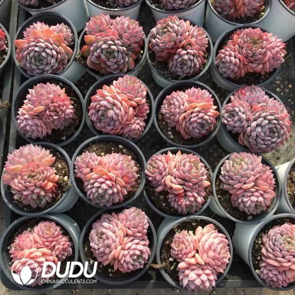 Echeveria Dessert Rose Clustering - Image 2