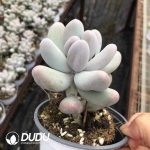 Pachyphytum Miko Milk - Image 2