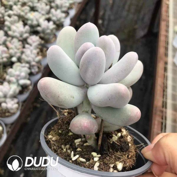 Pachyphytum Miko Milk - Image 2