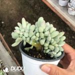 Pachyphytum Oviferum 'Mikadukibijin' Cristata - Image 2