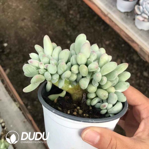 Pachyphytum Oviferum 'Mikadukibijin' Cristata - Image 2