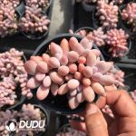 Graptopetalum Glutinous Rice Balls Cluster - Image 2