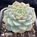 Echeveria White Peach - Image 2