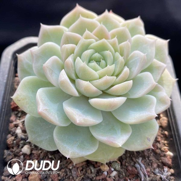 Echeveria White Peach - Image 2