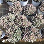 Pachyphytum Yanzi Cluster - Image 2