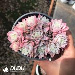 Echeveria Rose Queen Variegated Cluster - Image 2