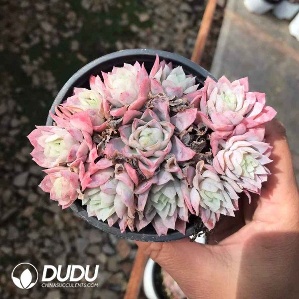 Echeveria Rose Queen Variegated Cluster - Image 2