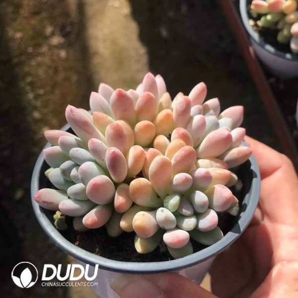 Pachyveria Clavifolia Cluster - Image 2