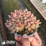 Echeveria Peach Blossom Cristata - Image 2