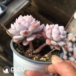 Echeveria Jade Lotus Double Heads - Image 2