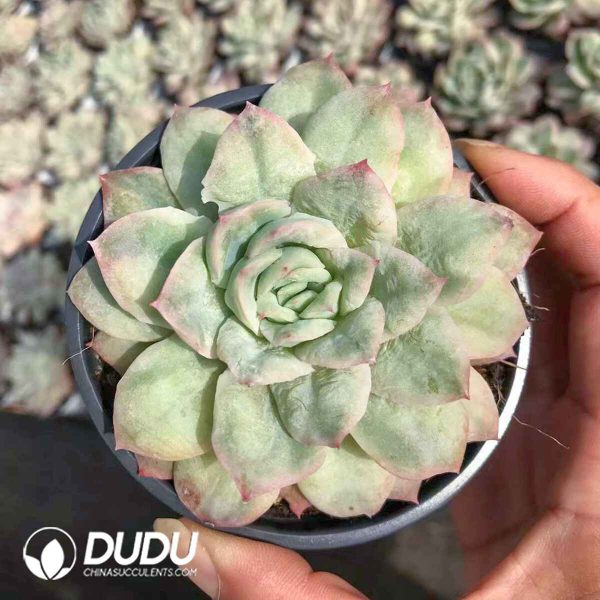 Echeveria Seersucker Dress - Image 2