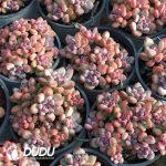 Pachyphytum Perfume Beauty Cluster - Image 2