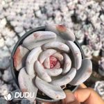 Echeveria Sugar Heart Dream Sonw - Image 2