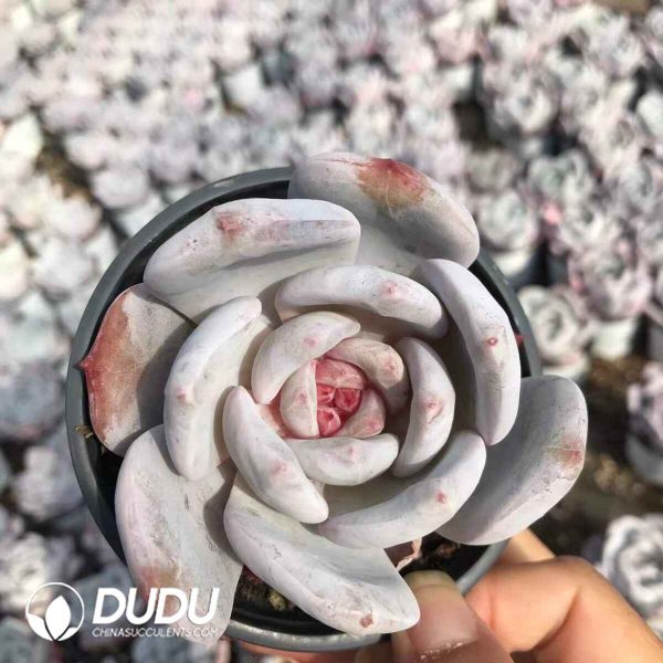 Echeveria Sugar Heart Dream Sonw - Image 2