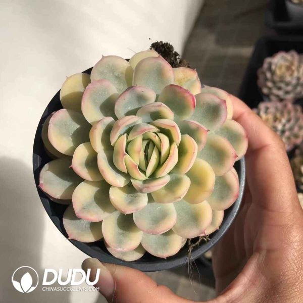 Echeveria Strawberry Ice Variegated - Image 2